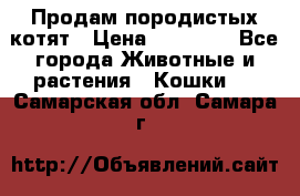 Продам породистых котят › Цена ­ 15 000 - Все города Животные и растения » Кошки   . Самарская обл.,Самара г.